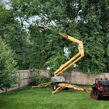 Professional Tree Services in Gloucester City, NJ