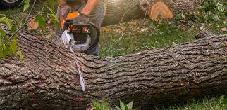 Lawn Pest Prevention in Gloucester City, NJ